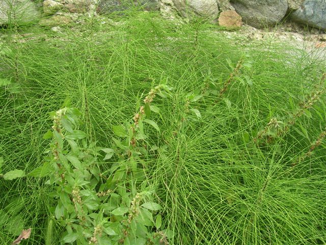 Equisetum telmateja e ramosissimum